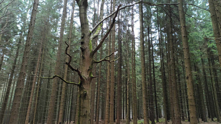 FOTOGALERIE: Krásná příroda v okolí vrcholu Skalky