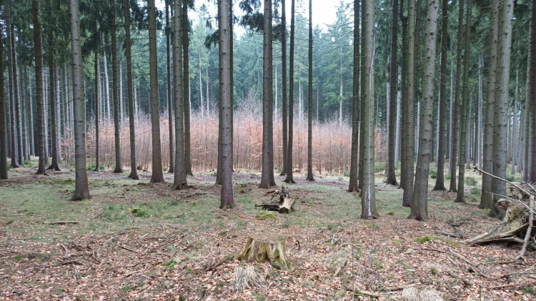 FOTOGALERIE: Krásná příroda v okolí vrcholu Skalky