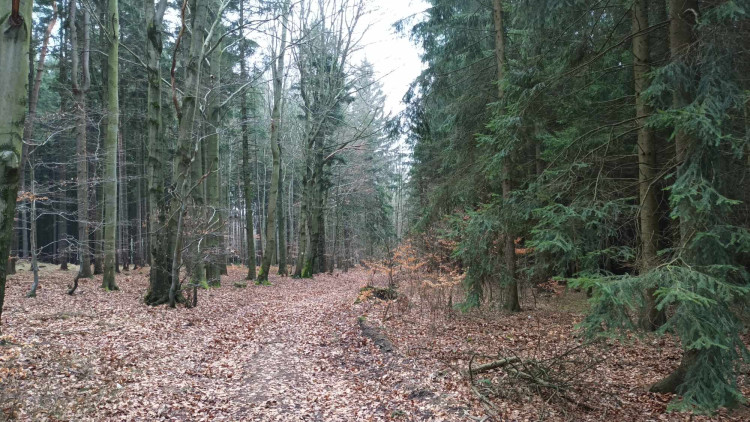 FOTOGALERIE: Krásná příroda v okolí vrcholu Skalky