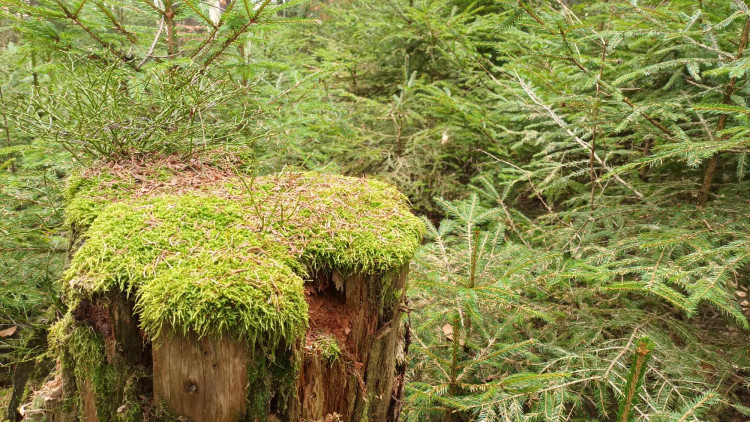 FOTOGALERIE: Krásná příroda v okolí vrcholu Skalky