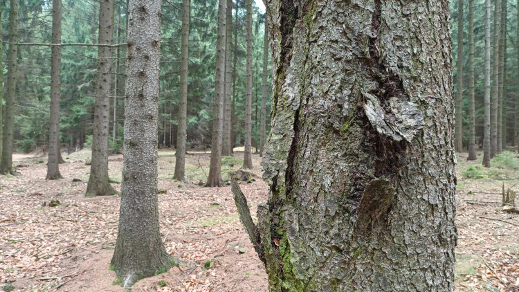 FOTOGALERIE: Krásná příroda v okolí vrcholu Skalky