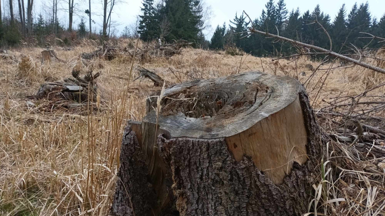 FOTOGALERIE: Krásná příroda v okolí vrcholu Skalky