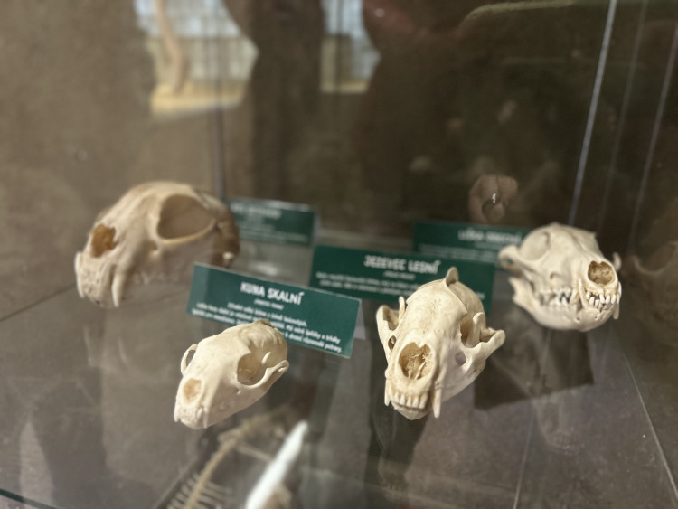 Jarní prázdniny v Zoo Jihlava