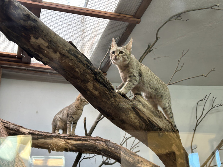 Jarní prázdniny v Zoo Jihlava