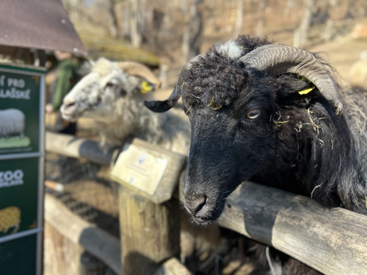 Jarní prázdniny v Zoo Jihlava