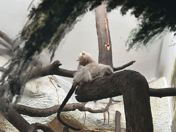 Jarní prázdniny v Zoo Jihlava