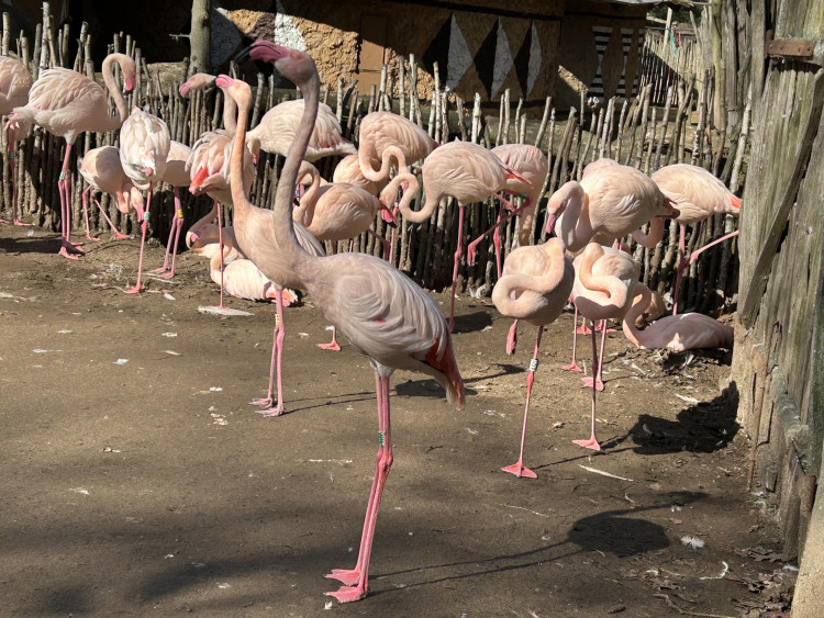 Jarní prázdniny v Zoo Jihlava