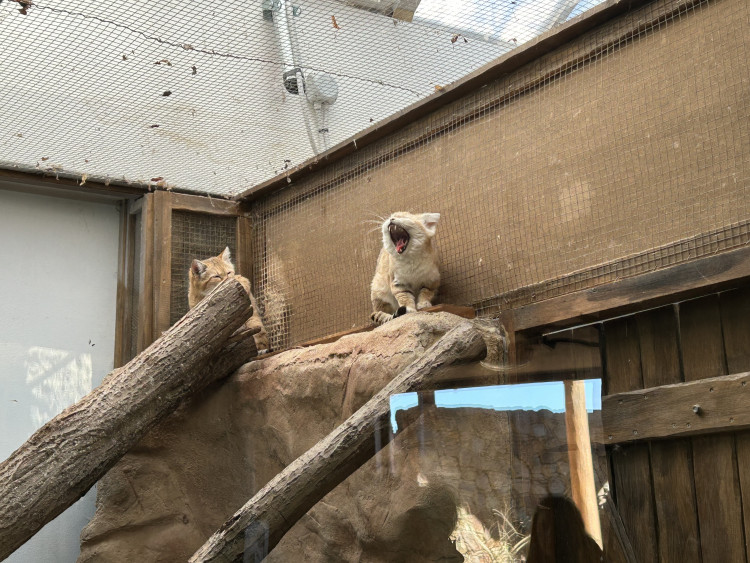 Jarní prázdniny v Zoo Jihlava