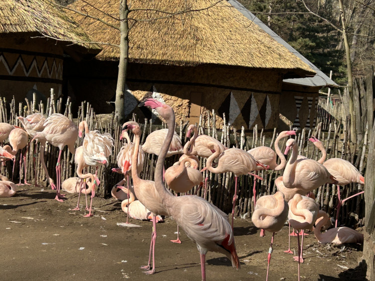 Jarní prázdniny v Zoo Jihlava