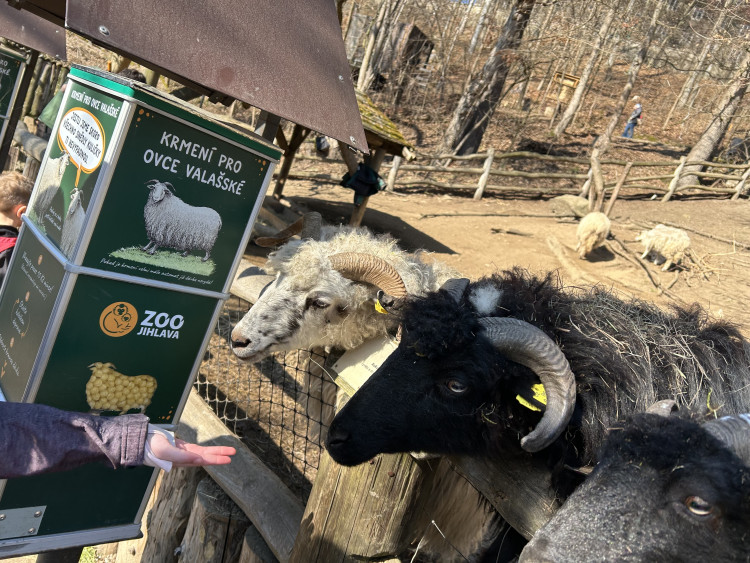 Jarní prázdniny v Zoo Jihlava