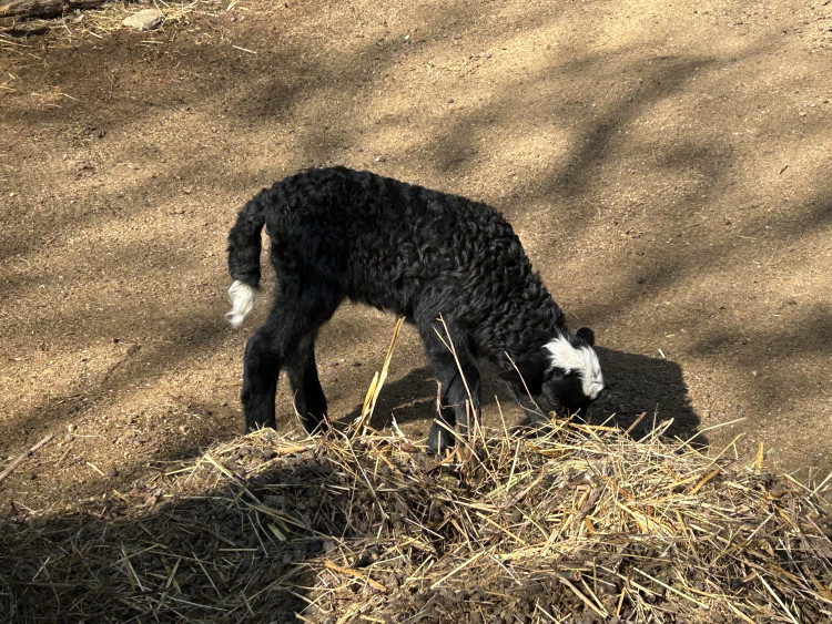 Jarní prázdniny v Zoo Jihlava
