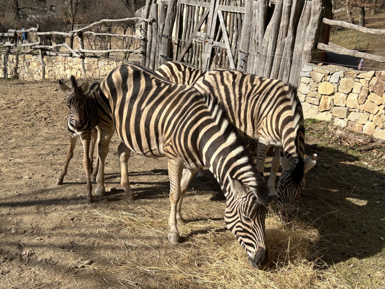 Jarní prázdniny v Zoo Jihlava