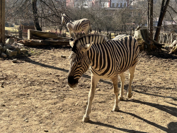 Jarní prázdniny v Zoo Jihlava