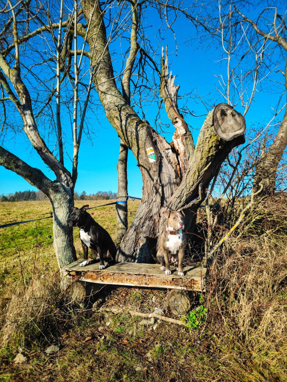 FOTOGALERIE: Nenáročný výlet v okolí Svébohova s rozhlednou a vyhlídkou