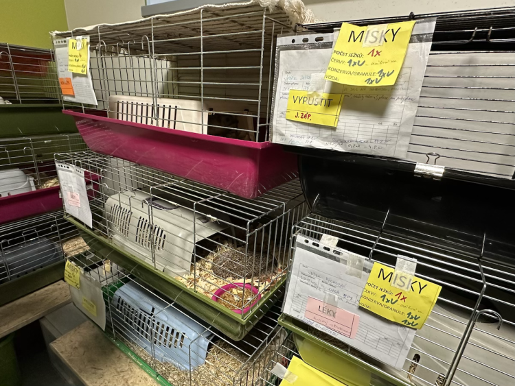 FOTOGALERIE: Jezírko pro vydry, voliéra pro veverky. Podívejte se, jak to vypadá v nové záchranné stanici