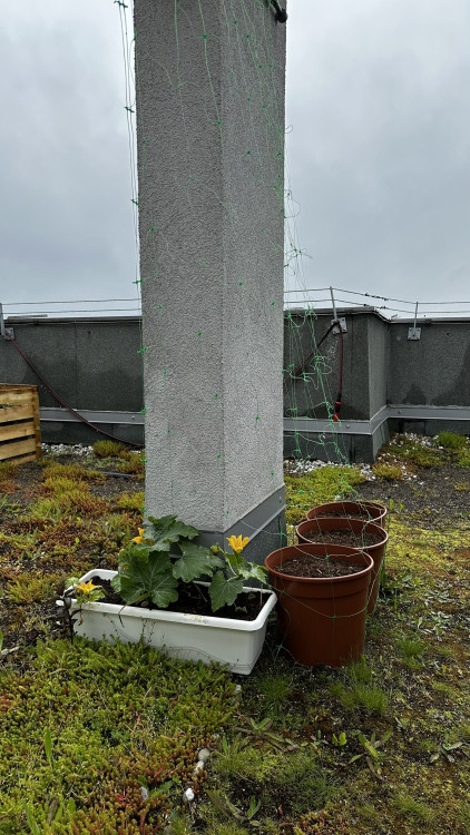 FOTOGALERIE: Zelená střecha na paneláku v Plzni