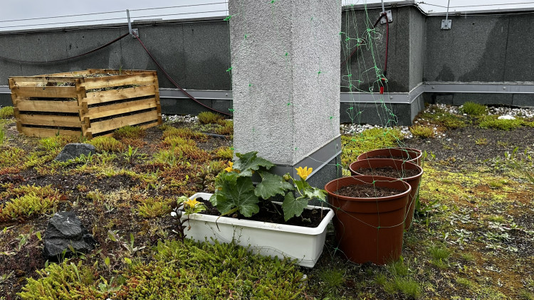 FOTOGALERIE: Zelená střecha na paneláku v Plzni