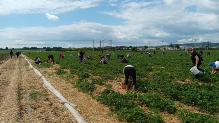 FOTOGALERIE: Jahodové pole u Prostějova obsadili sběrači