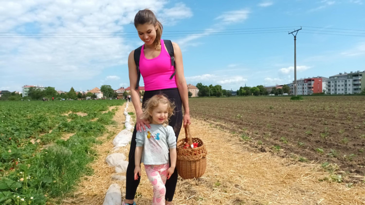 FOTOGALERIE: Jahodové pole u Prostějova obsadili sběrači