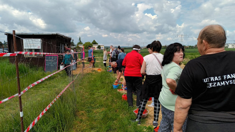 FOTOGALERIE: Jahodové pole u Prostějova obsadili sběrači