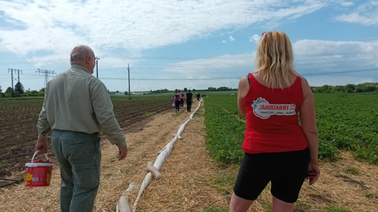 FOTOGALERIE: Jahodové pole u Prostějova obsadili sběrači