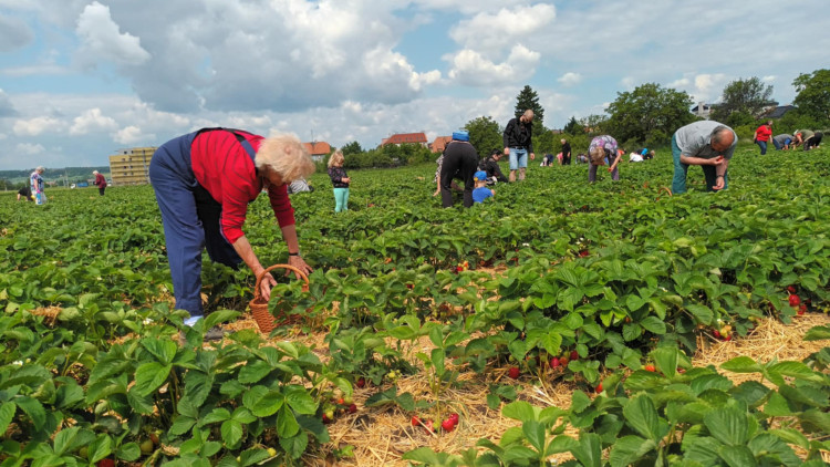 FOTOGALERIE: Jahodové pole u Prostějova obsadili sběrači