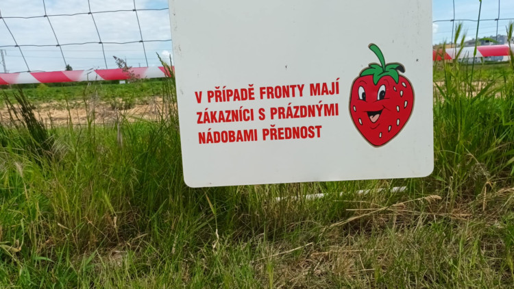FOTOGALERIE: Jahodové pole u Prostějova obsadili sběrači
