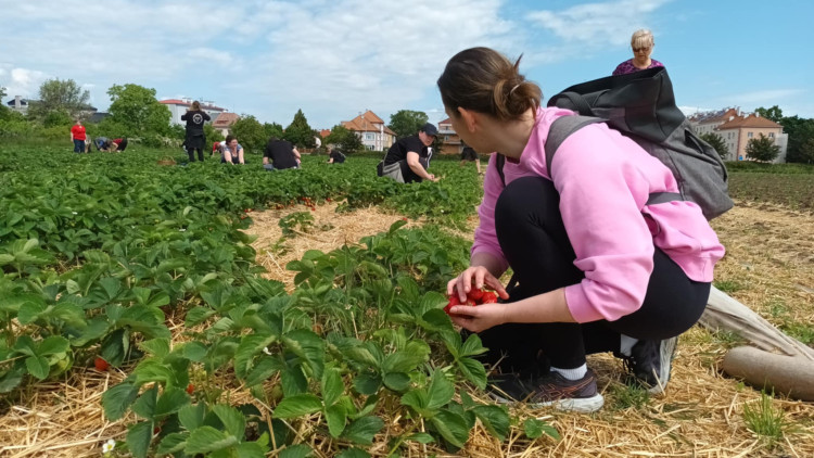 FOTOGALERIE: Jahodové pole u Prostějova obsadili sběrači