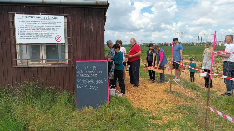 FOTOGALERIE: Jahodové pole u Prostějova obsadili sběrači