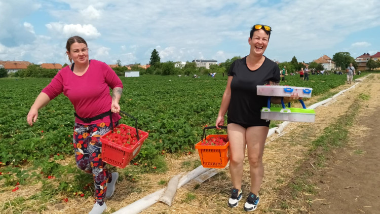 FOTOGALERIE: Jahodové pole u Prostějova obsadili sběrači