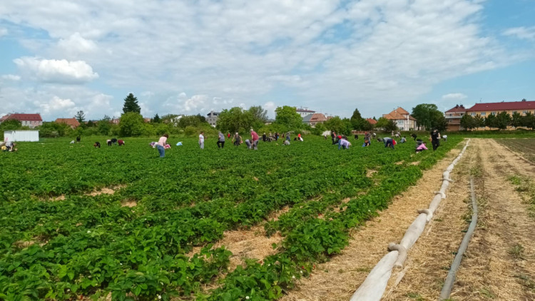 FOTOGALERIE: Jahodové pole u Prostějova obsadili sběrači