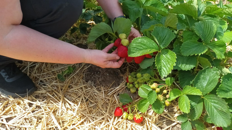 FOTOGALERIE: Jahodové pole u Prostějova obsadili sběrači