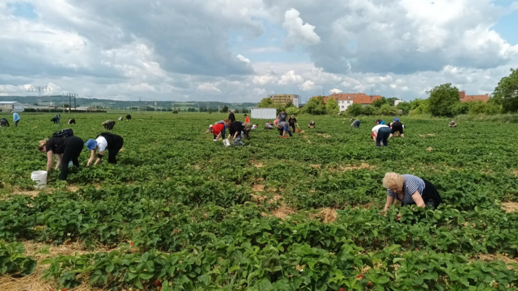 FOTOGALERIE: Jahodové pole u Prostějova obsadili sběrači