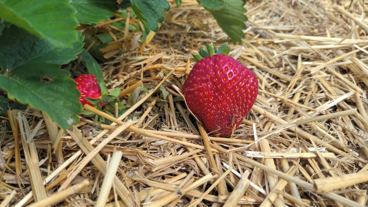 FOTOGALERIE: Jahodové pole u Prostějova obsadili sběrači