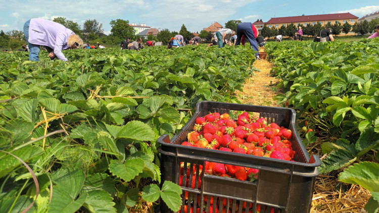 FOTOGALERIE: Jahodové pole u Prostějova obsadili sběrači