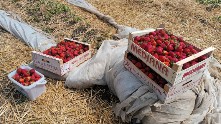 FOTOGALERIE: Jahodové pole u Prostějova obsadili sběrači