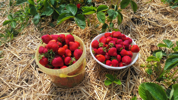 FOTOGALERIE: Jahodové pole u Prostějova obsadili sběrači