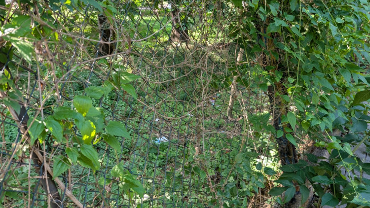 Papírenský park čeká na revitalizaci