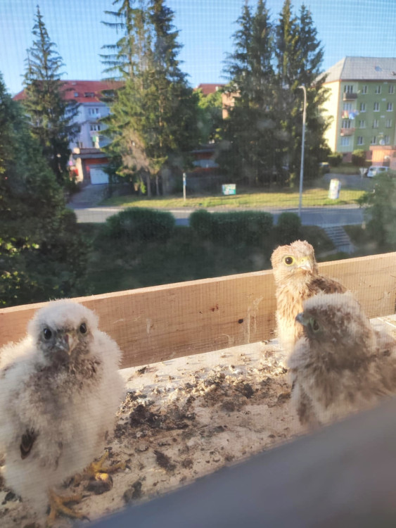 Poštolky hnízdí za oknem bytu v paneláku