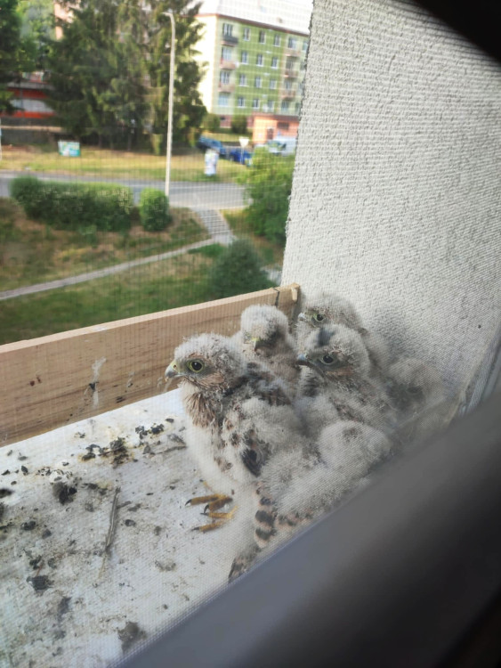 Poštolky hnízdí za oknem bytu v paneláku
