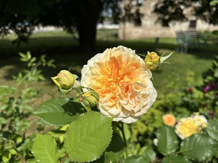 Na zámku v Nebílovech rozkvetly slavné růže