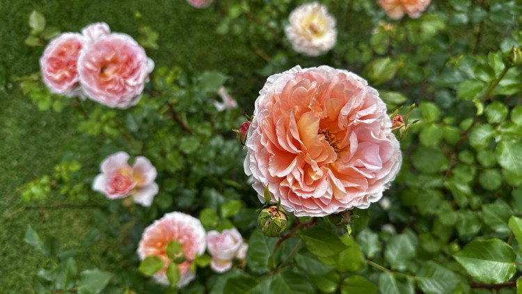 Na zámku v Nebílovech rozkvetly slavné růže
