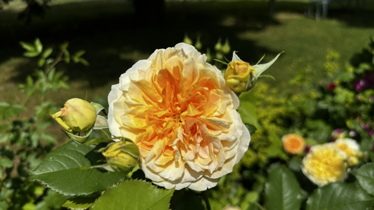 Na zámku v Nebílovech rozkvetly slavné růže