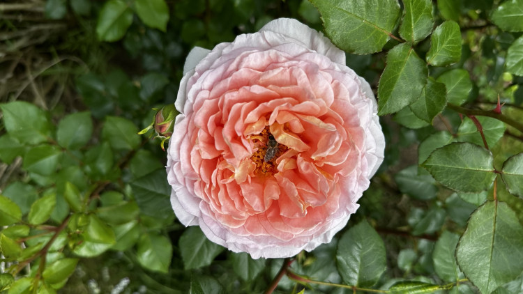 Na zámku v Nebílovech rozkvetly slavné růže
