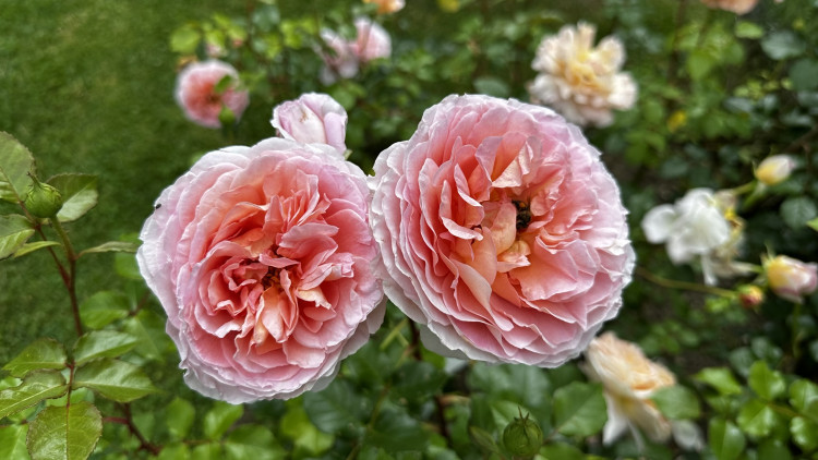 Na zámku v Nebílovech rozkvetly slavné růže