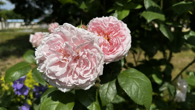Na zámku v Nebílovech rozkvetly slavné růže