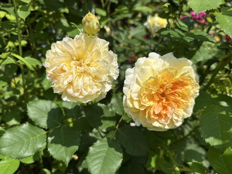 Na zámku v Nebílovech rozkvetly slavné růže