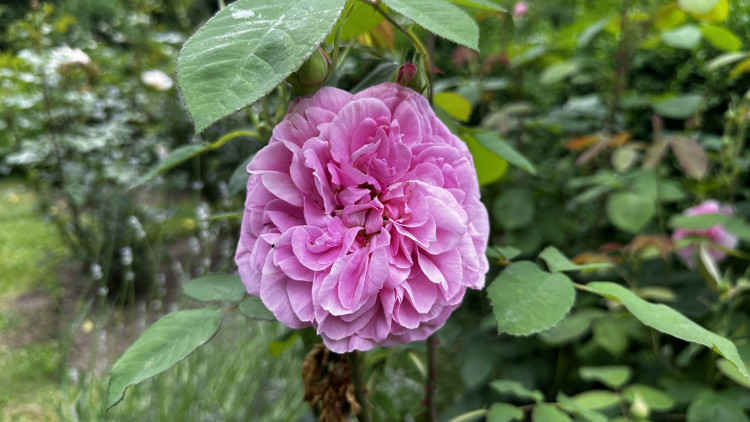 Na zámku v Nebílovech rozkvetly slavné růže