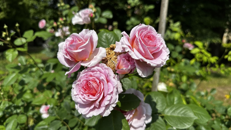 Na zámku v Nebílovech rozkvetly slavné růže