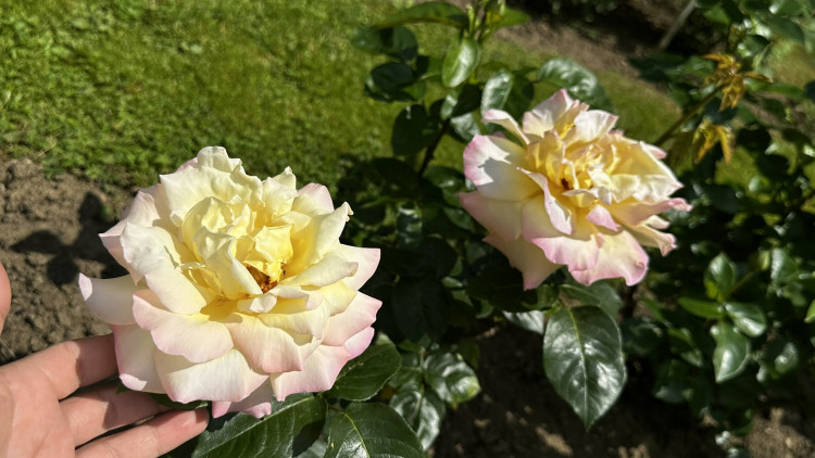 Na zámku v Nebílovech rozkvetly slavné růže